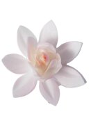 Premium Wafer Flower - Dalia Medium - 20 Stk.