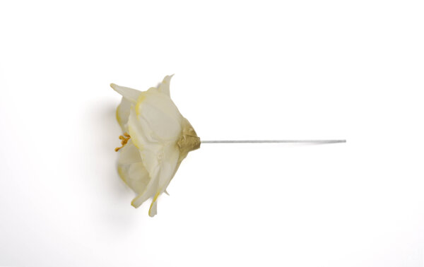 Premium Wafer Flower - Peony Medium - 2 Stk.