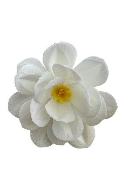 Premium Wafer Flower - Middlemist Camelie - 1 Stk